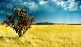 magic-tree.jpg image by Emi116